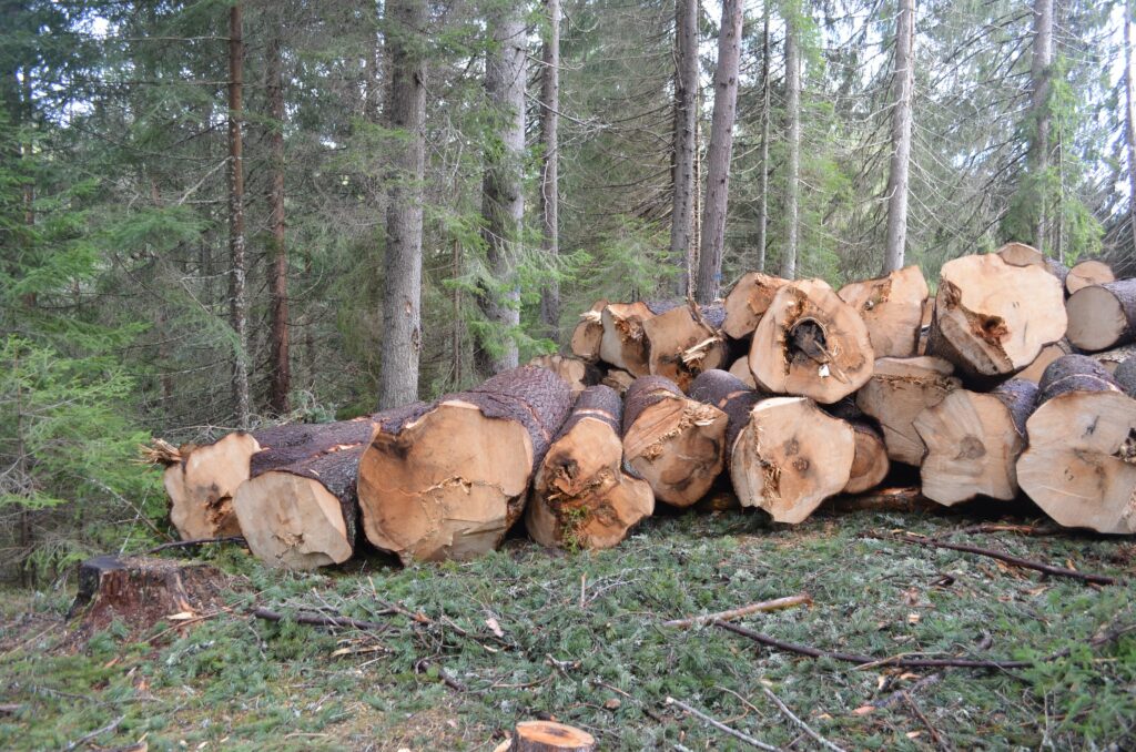 دروازه جنگل ها: داده های رسمی مقیاس چوب بری در جنگل های بلغارستان را نشان می دهد
