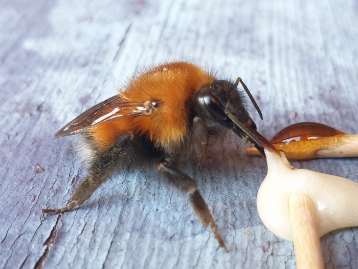 زنبور عسل شگی